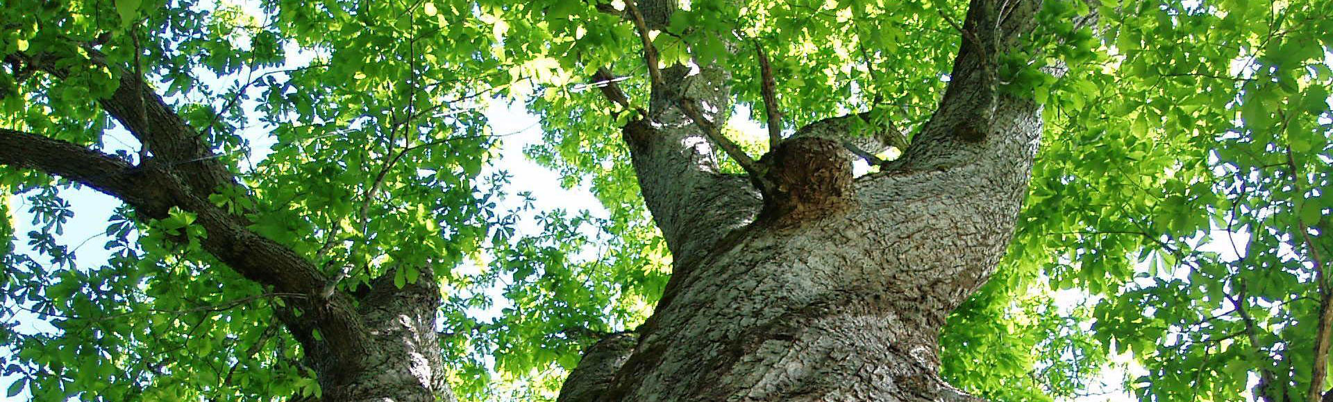 基地直發(fā)、品種齊全