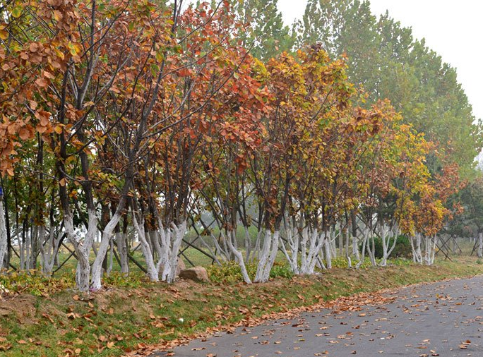 不同季節(jié)移植蒙古櫟的注意事項(xiàng)及方法